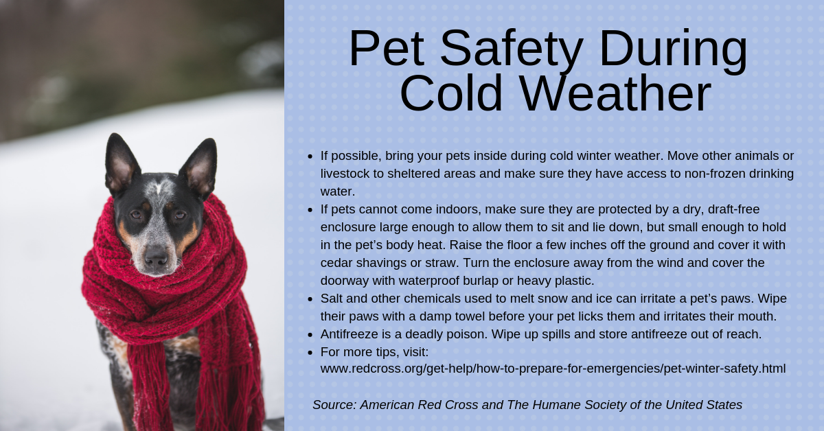 winter-weather-pet-safety-tips-pet-safety-pets-winter-safety